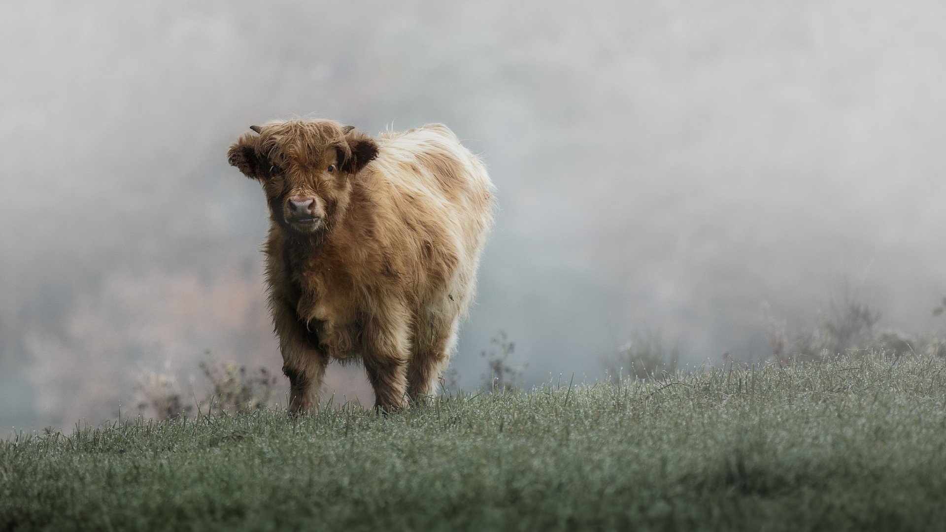 animal, Calf Wallpaper