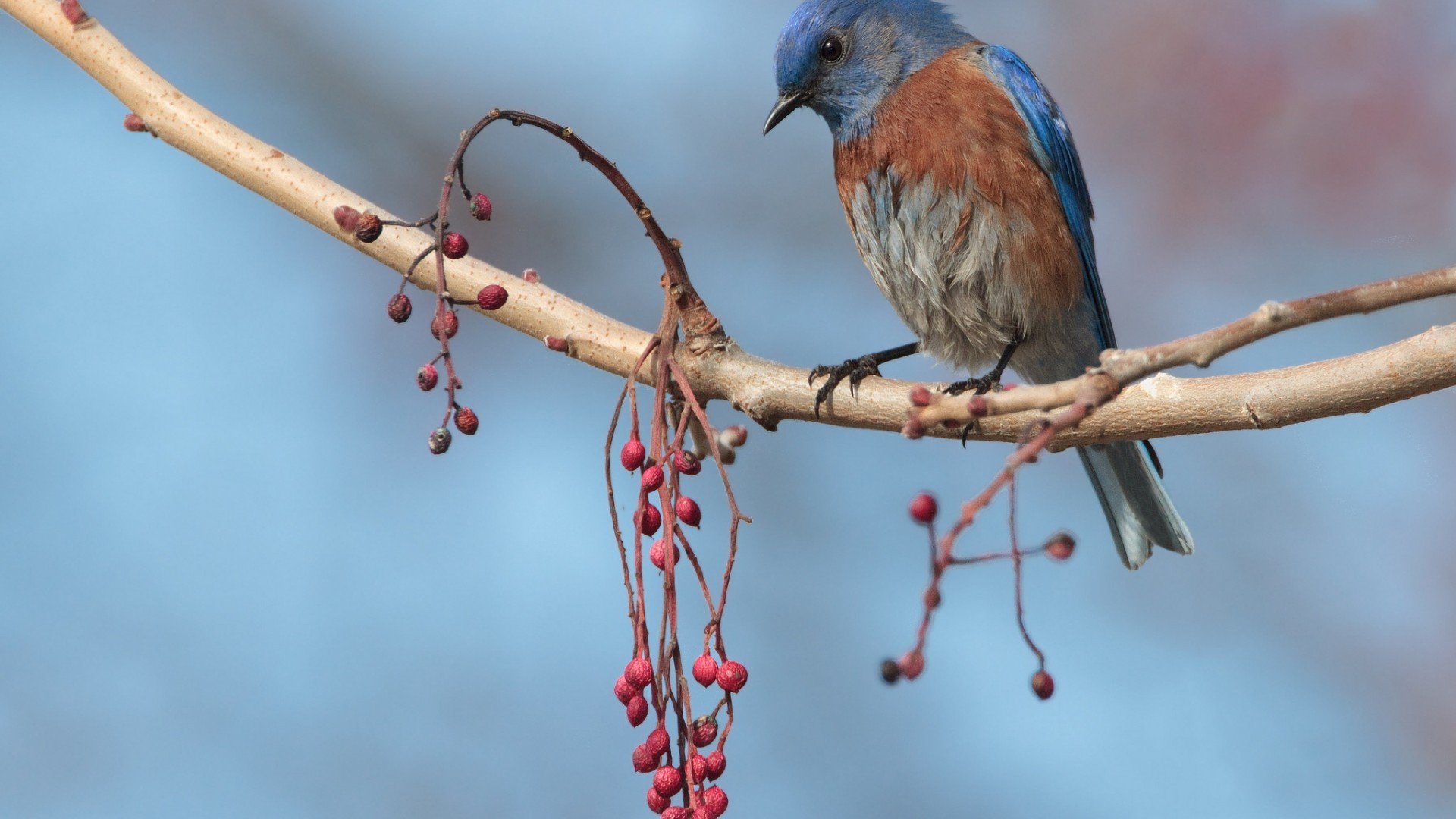 animal, Bird, Blue, Colors Wallpaper