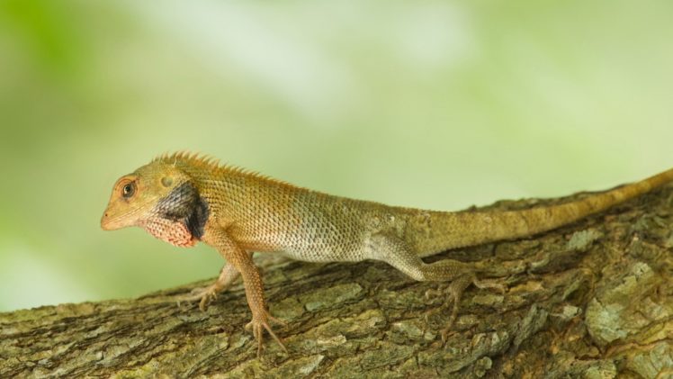 animal, Lizard, Reptil HD Wallpaper Desktop Background