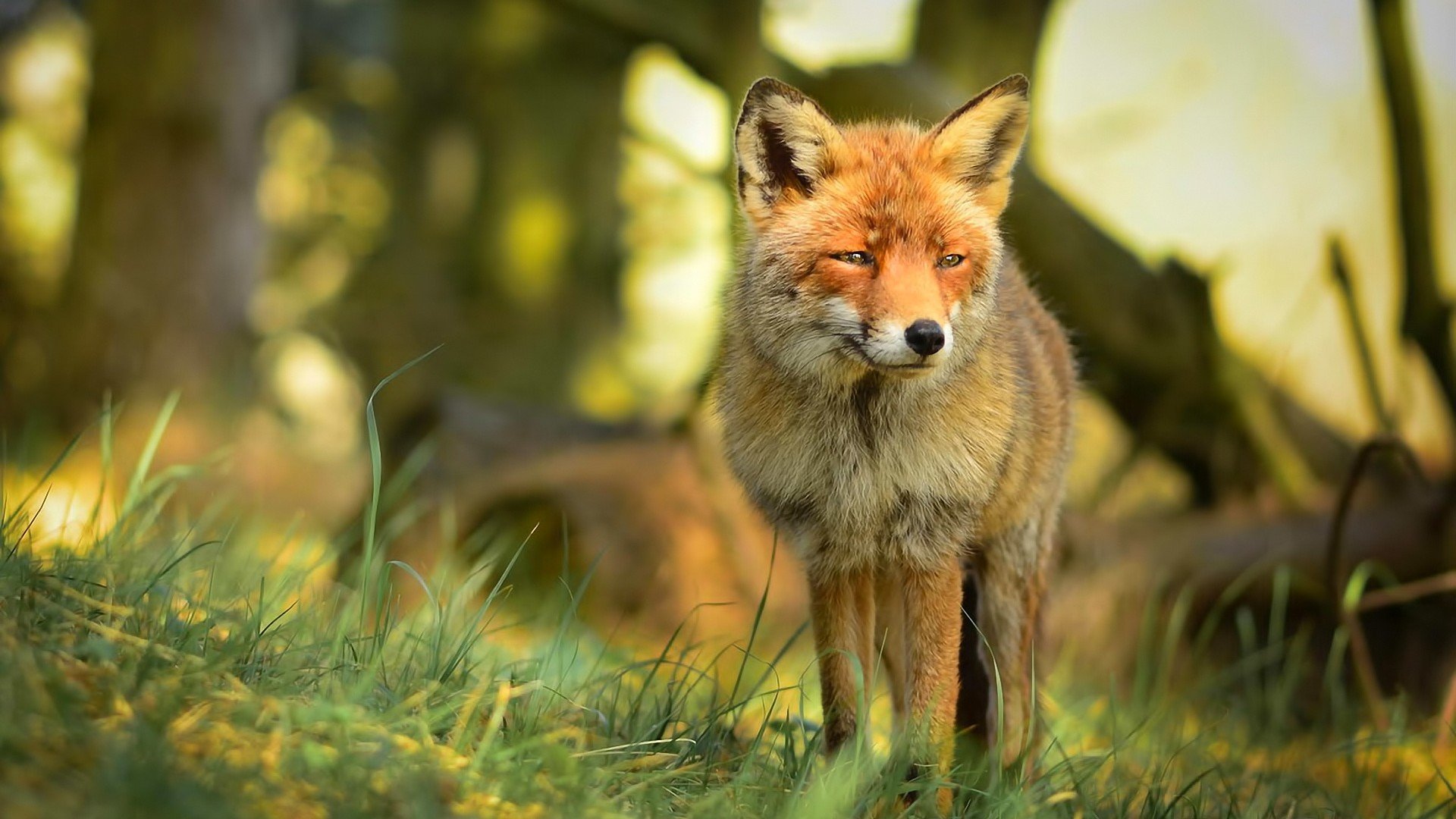 animal, Fox Wallpaper