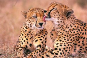 south, African, Cheetahs