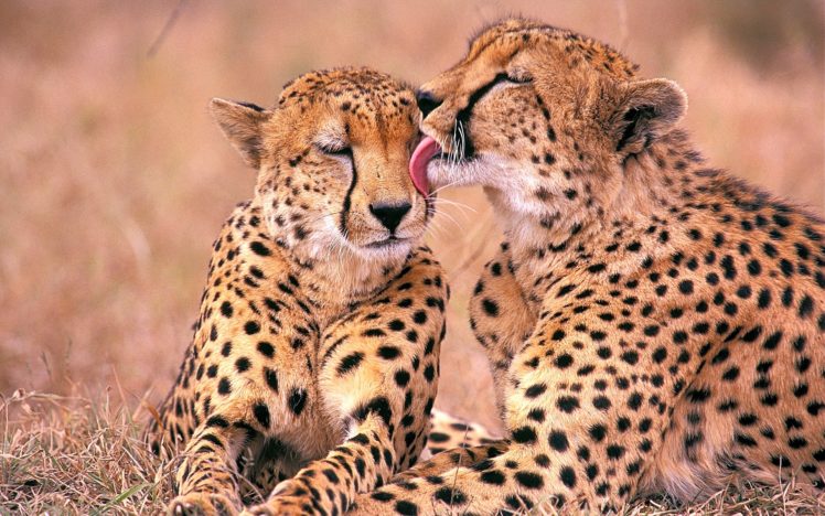 south, African, Cheetahs HD Wallpaper Desktop Background