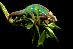 chameleon, Lizard, Branch, Eyes, Tail, White, Green