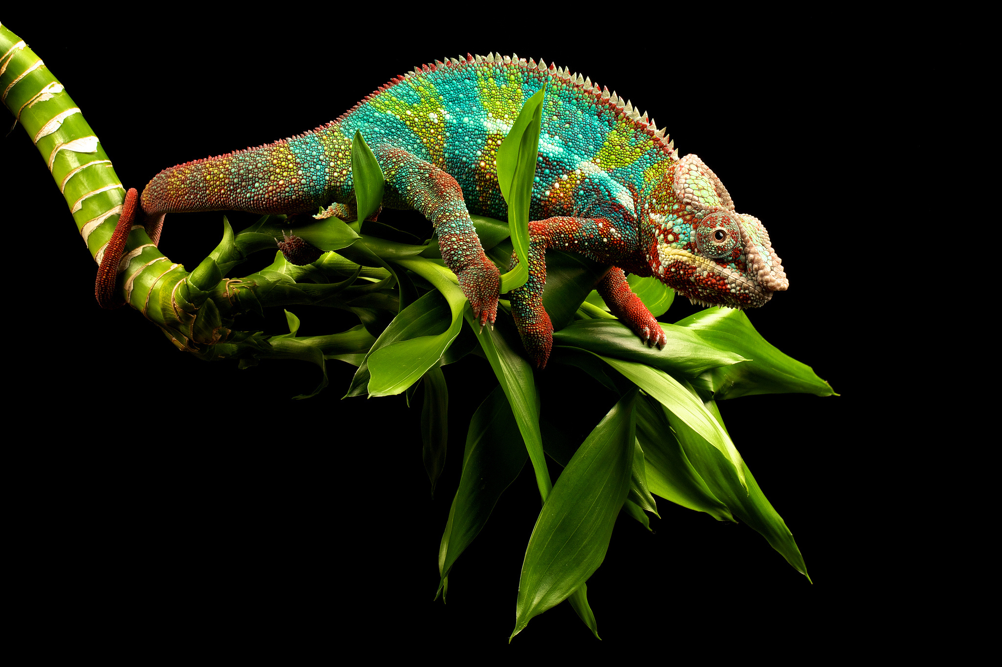 chameleon, Lizard, Branch, Eyes, Tail, White, Green Wallpaper