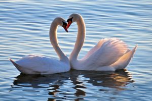 animals, Birds, Swans, Swan, Love, Feelings, Mood, Heart