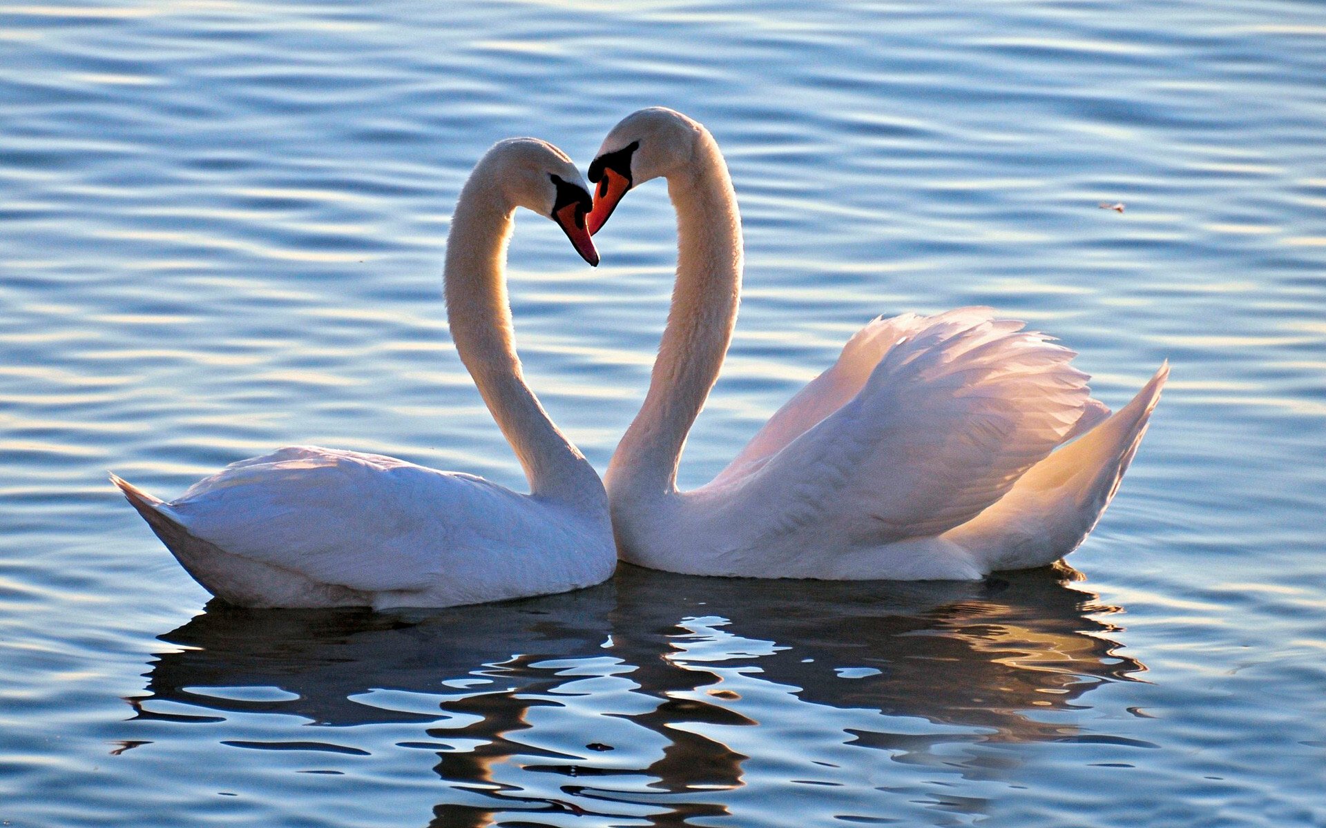 animals, Birds, Swans, Swan, Love, Feelings, Mood, Heart Wallpaper