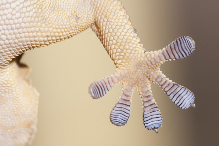 gecko, Lizard, Hand HD Wallpaper Desktop Background
