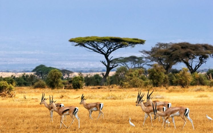 antelopes HD Wallpaper Desktop Background