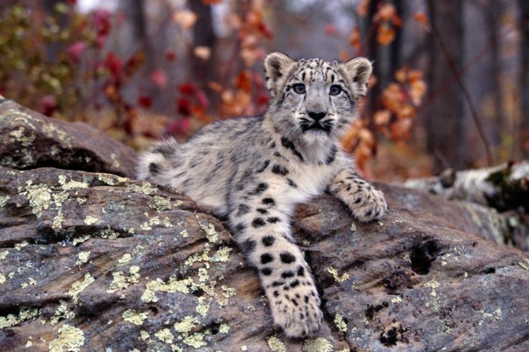 animal, Tiger, Nature, Forest, Tree HD Wallpaper Desktop Background