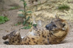 hyena, Predator, Snout, Lies, Rest, Posture