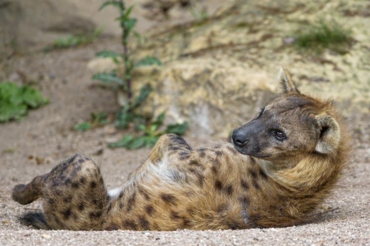 hyena, Predator, Snout, Lies, Rest, Posture HD Wallpaper Desktop Background