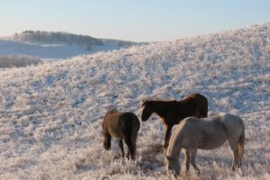 horse, Horses, Animal, Winter, Steppe, Kazakhstan, Frost, Grazing, Zhailau, Kokshetau, Cop, Bajterek