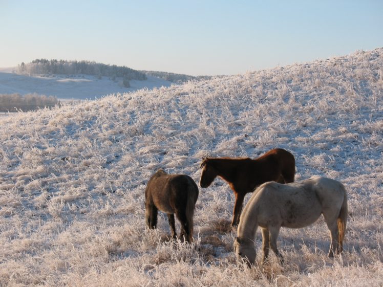 horse, Horses, Animal, Winter, Steppe, Kazakhstan, Frost, Grazing, Zhailau, Kokshetau, Cop, Bajterek HD Wallpaper Desktop Background