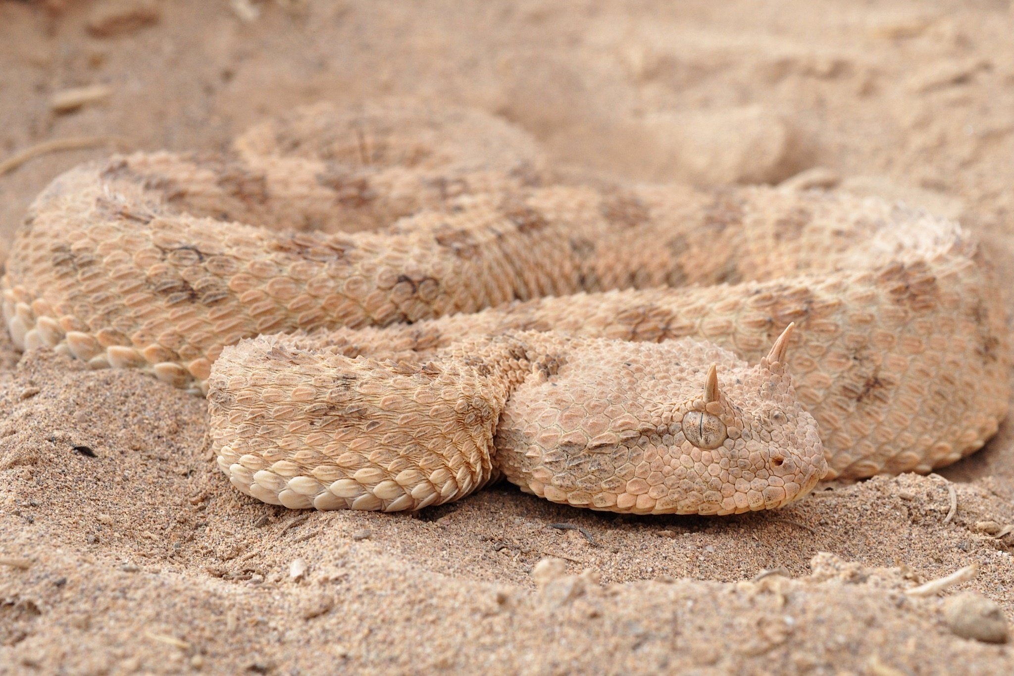 snake, Scales, Sand, Masking Wallpaper