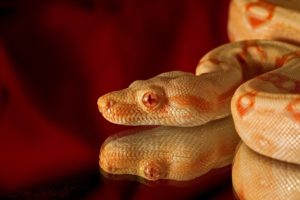 snake, Albino, Reptile, Head, Reflection, Red