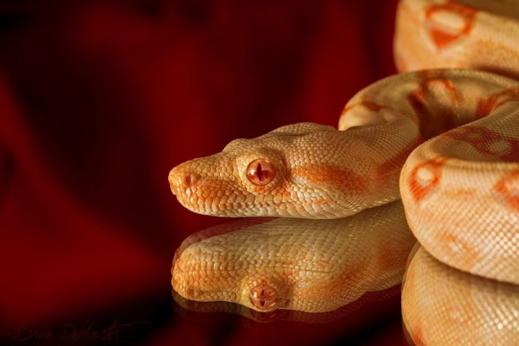 snake, Albino, Reptile, Head, Reflection, Red HD Wallpaper Desktop Background