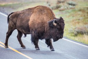 bison, Road, Horns