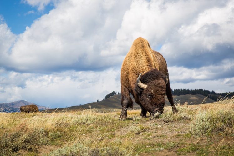 Desktop Wallpaper Bison Animal Dark Horns Hd Image Picture Background  Xknnmd