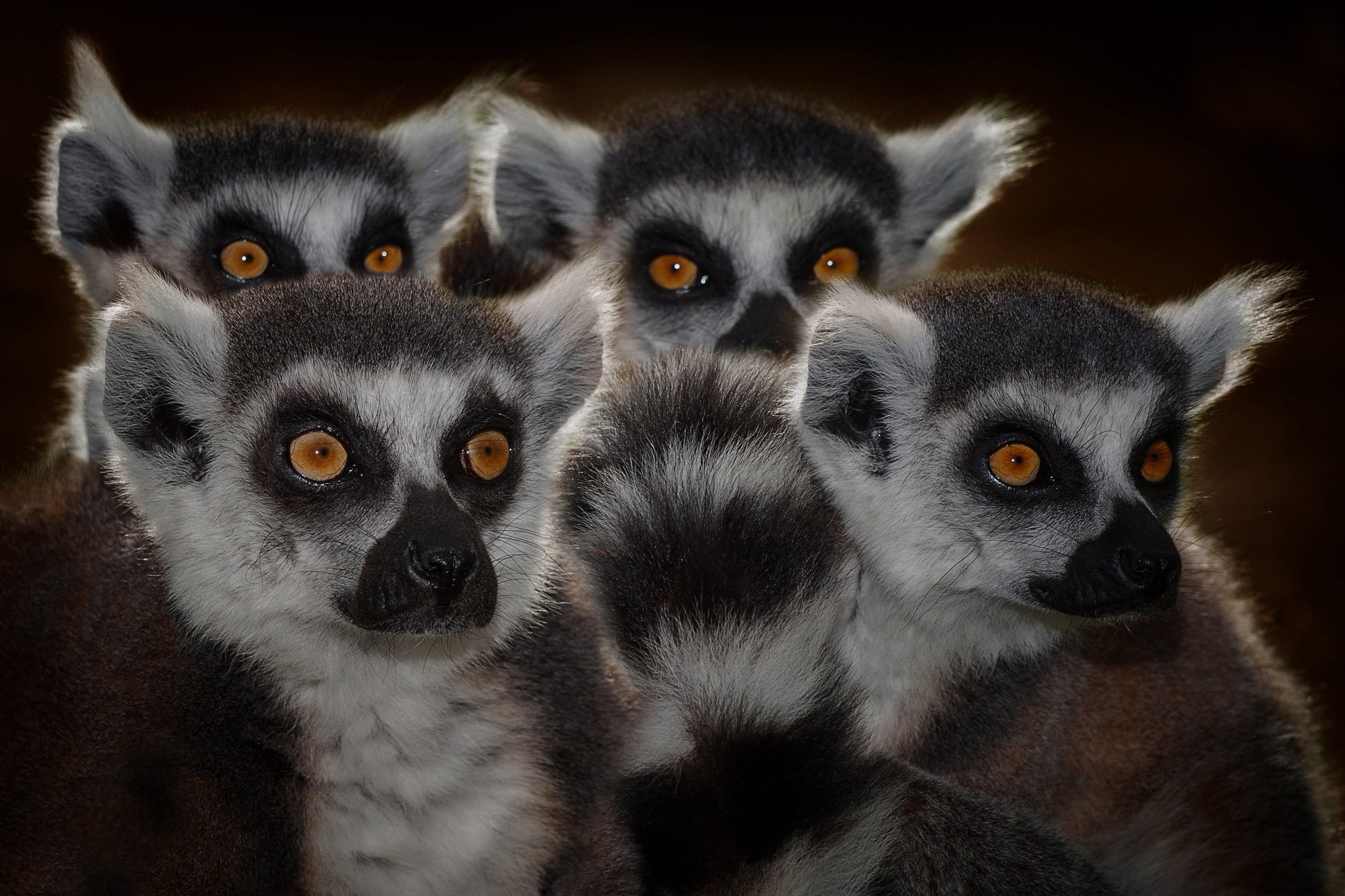 lemur Wallpaper