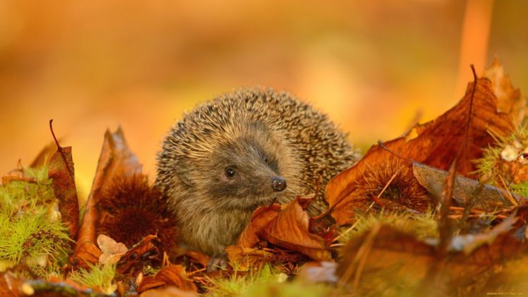 hedgehog, Animal, Leaves HD Wallpaper Desktop Background