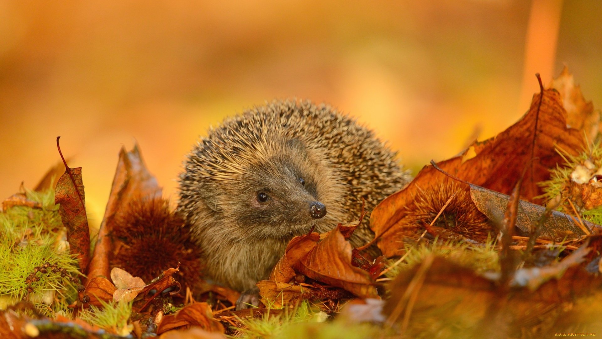 hedgehog, Animal, Leaves Wallpaper