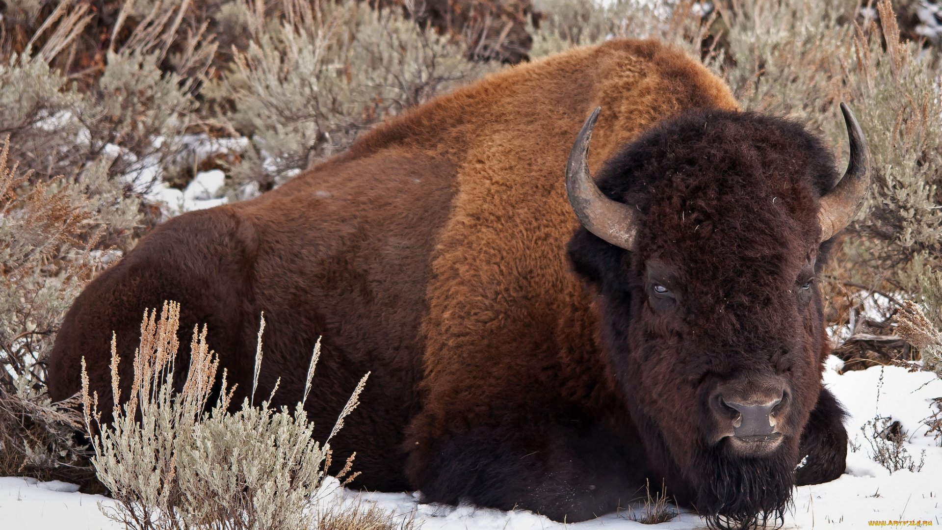 bizone, Animal, Big, Wild Wallpaper