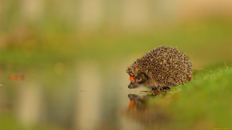 hedgehog, Animal, Macro HD Wallpaper Desktop Background