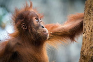 monkeys, Hair, Animals, Orangutan