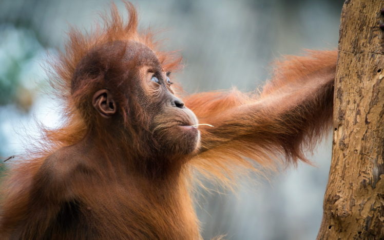 monkeys, Hair, Animals, Orangutan HD Wallpaper Desktop Background