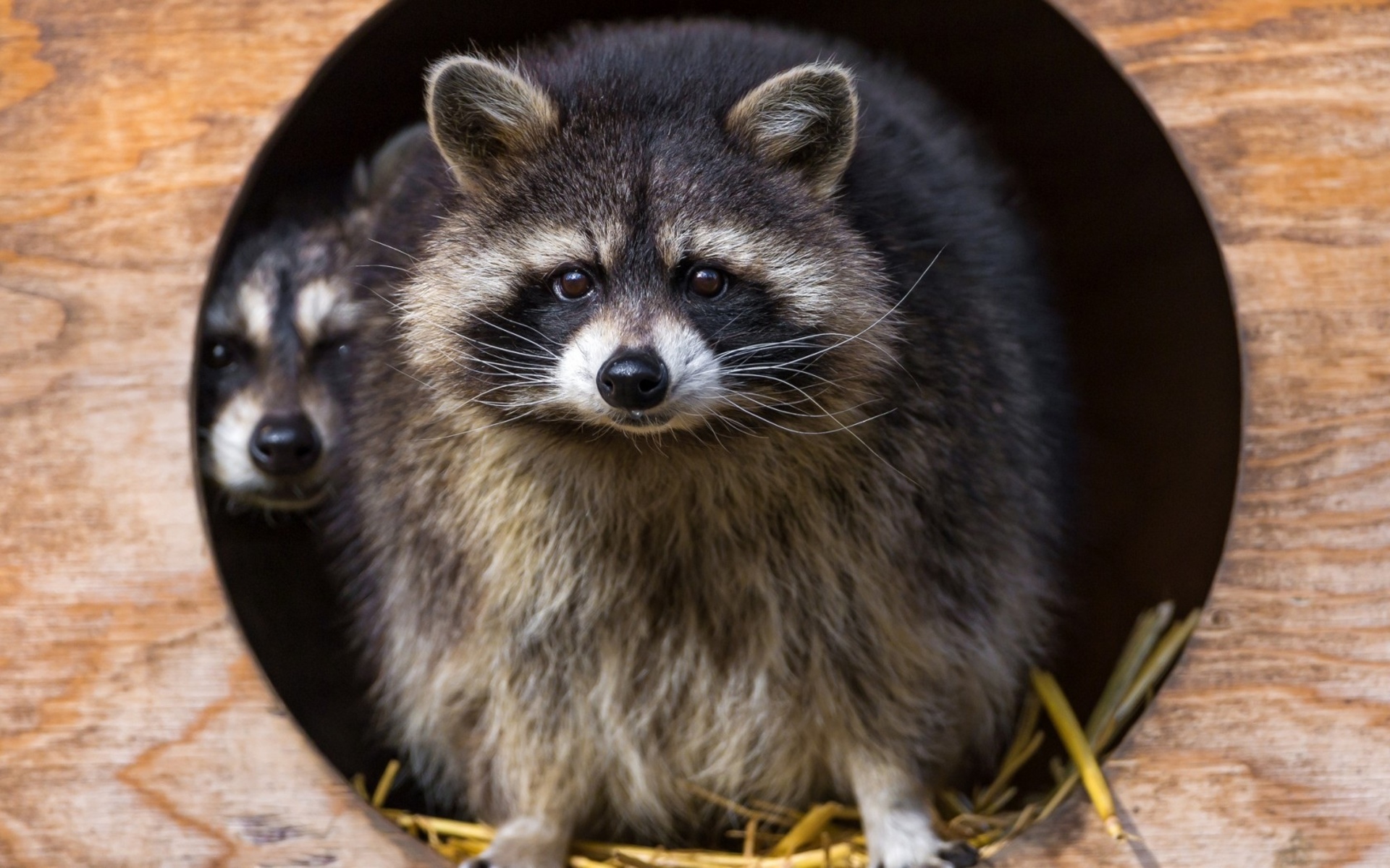 raccoon Wallpaper