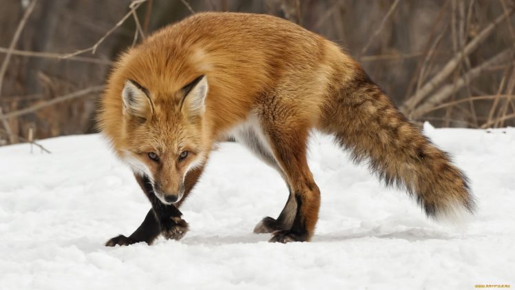 fox, Animal HD Wallpaper Desktop Background