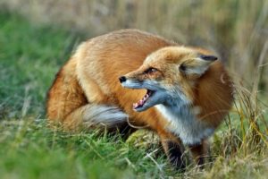 fox, Animal