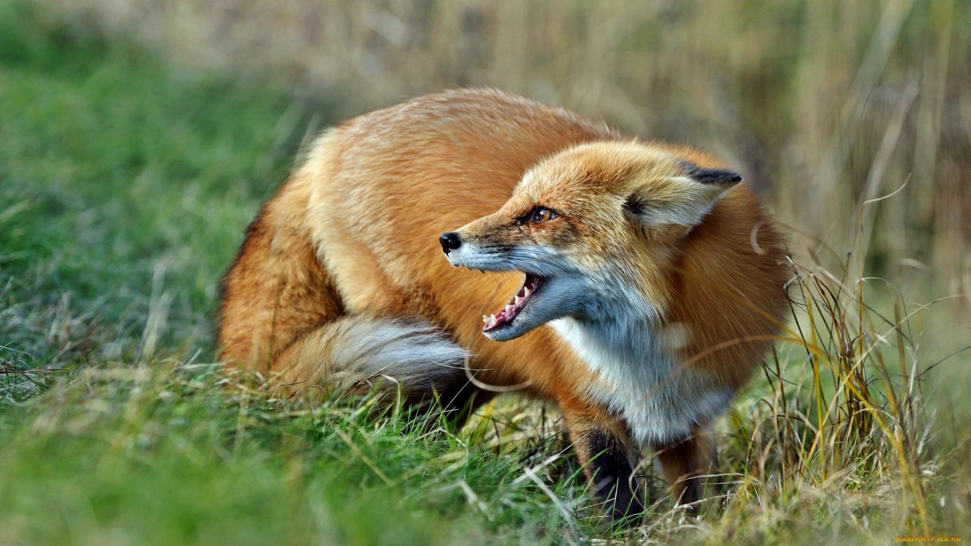 fox, Animal Wallpaper