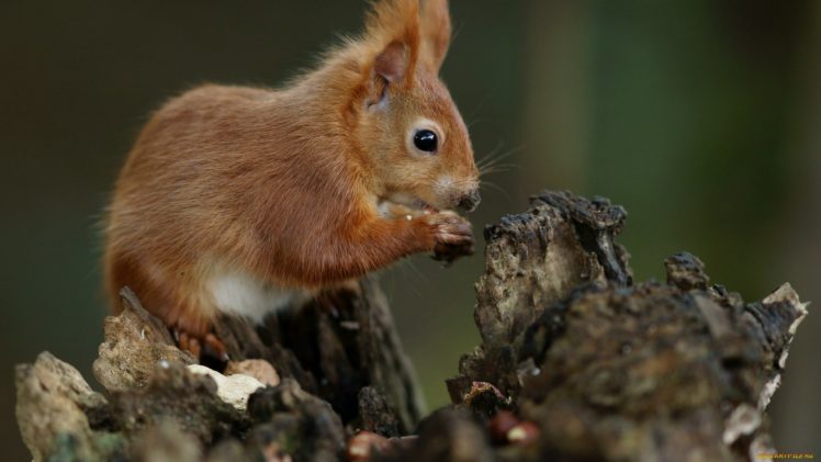 squrriel, Animal, Cute HD Wallpaper Desktop Background