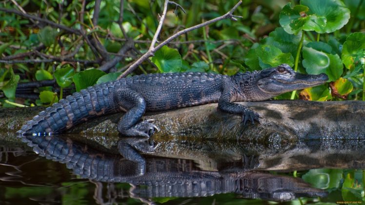 aligator, Animal, Reptil HD Wallpaper Desktop Background