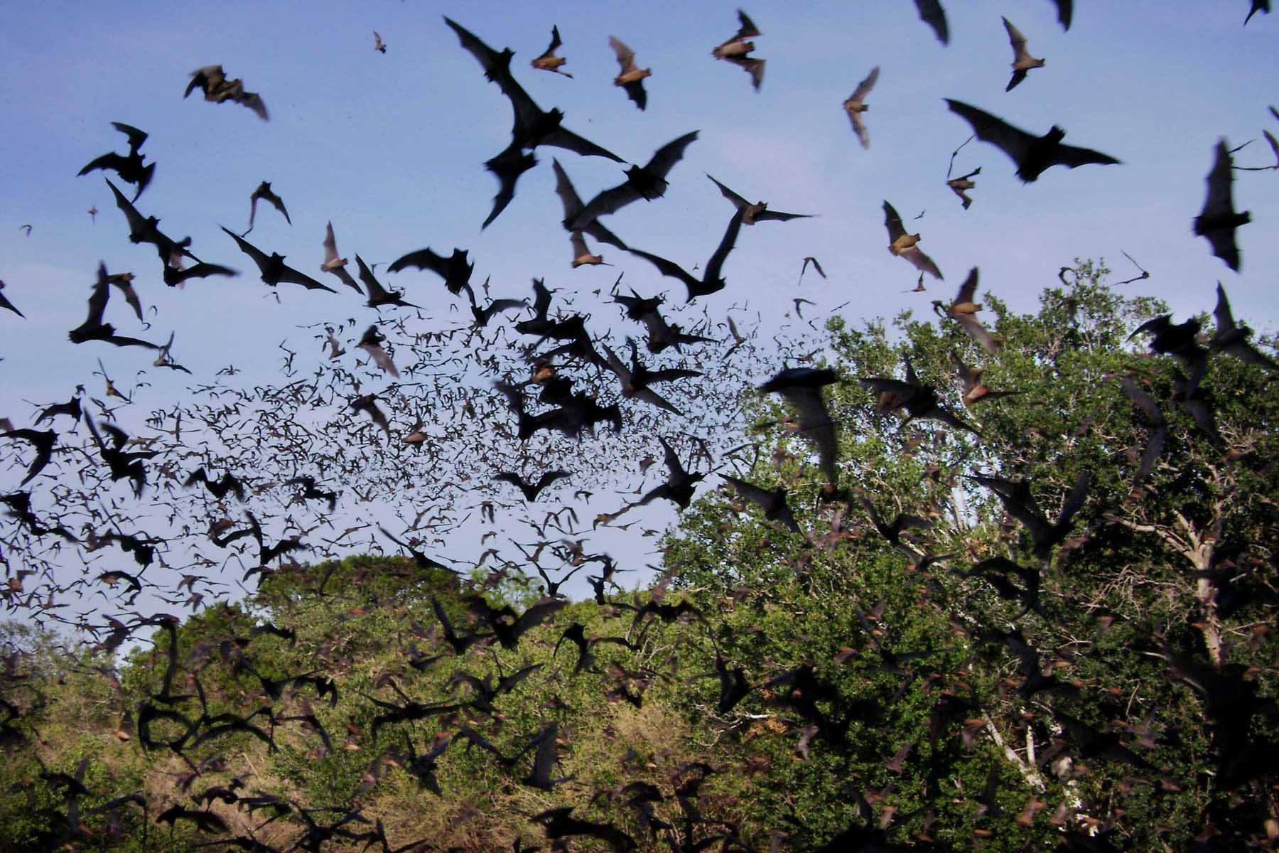 bats, Mammal, Bat, Chiroptera, Flock, Swarm Wallpaper