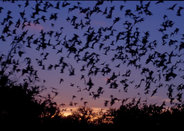 bats, Mammal, Bat, Chiroptera, Flock, Swarm HD Wallpaper Desktop Background