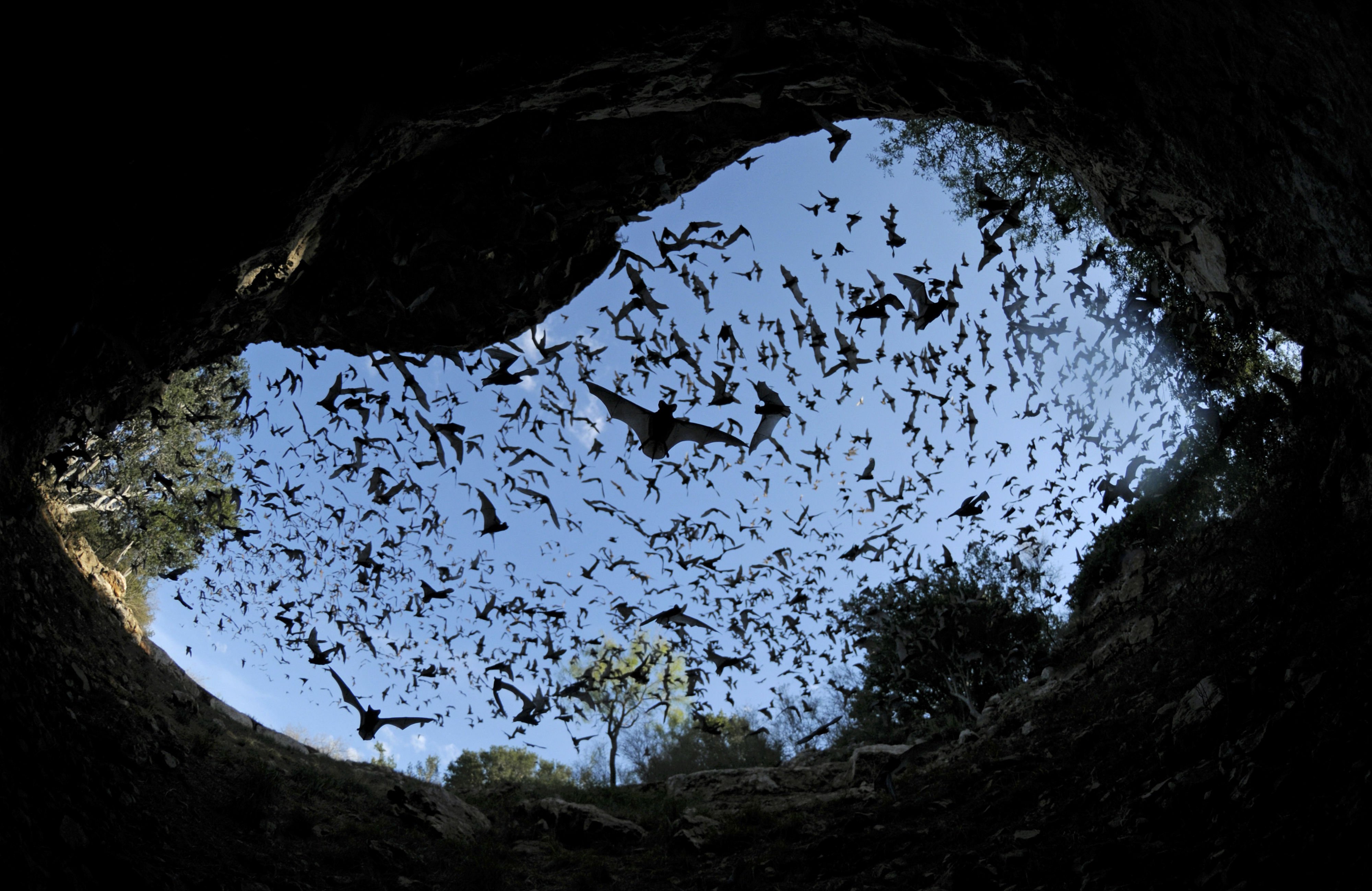 bats, Mammal, Bat, Chiroptera, Flock, Swarm Wallpaper
