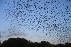bats, Mammal, Bat, Chiroptera, Flock, Swarm