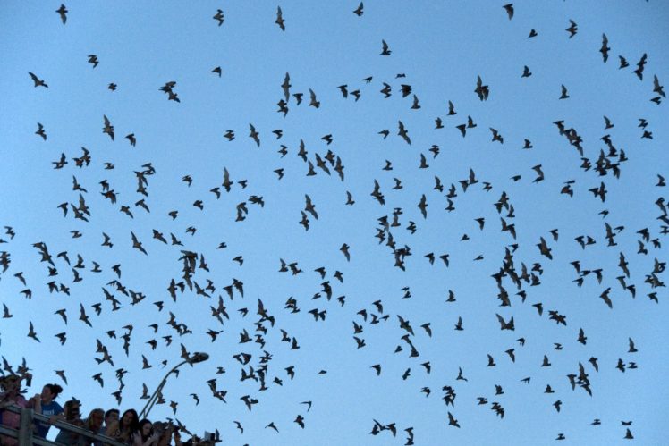 bats, Mammal, Bat, Chiroptera, Flock, Swarm HD Wallpaper Desktop Background