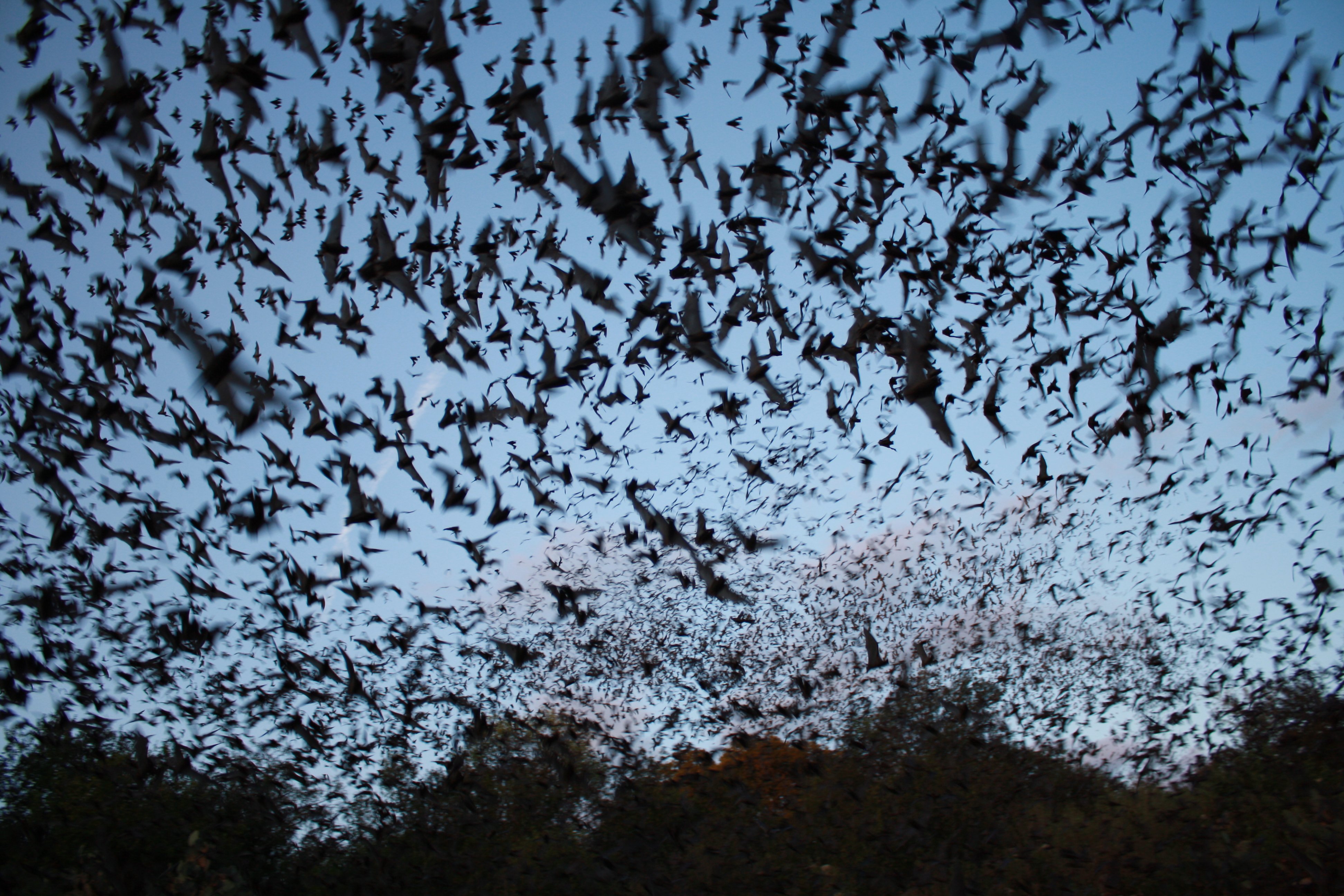 bats, Mammal, Bat, Chiroptera, Flock, Swarm Wallpaper