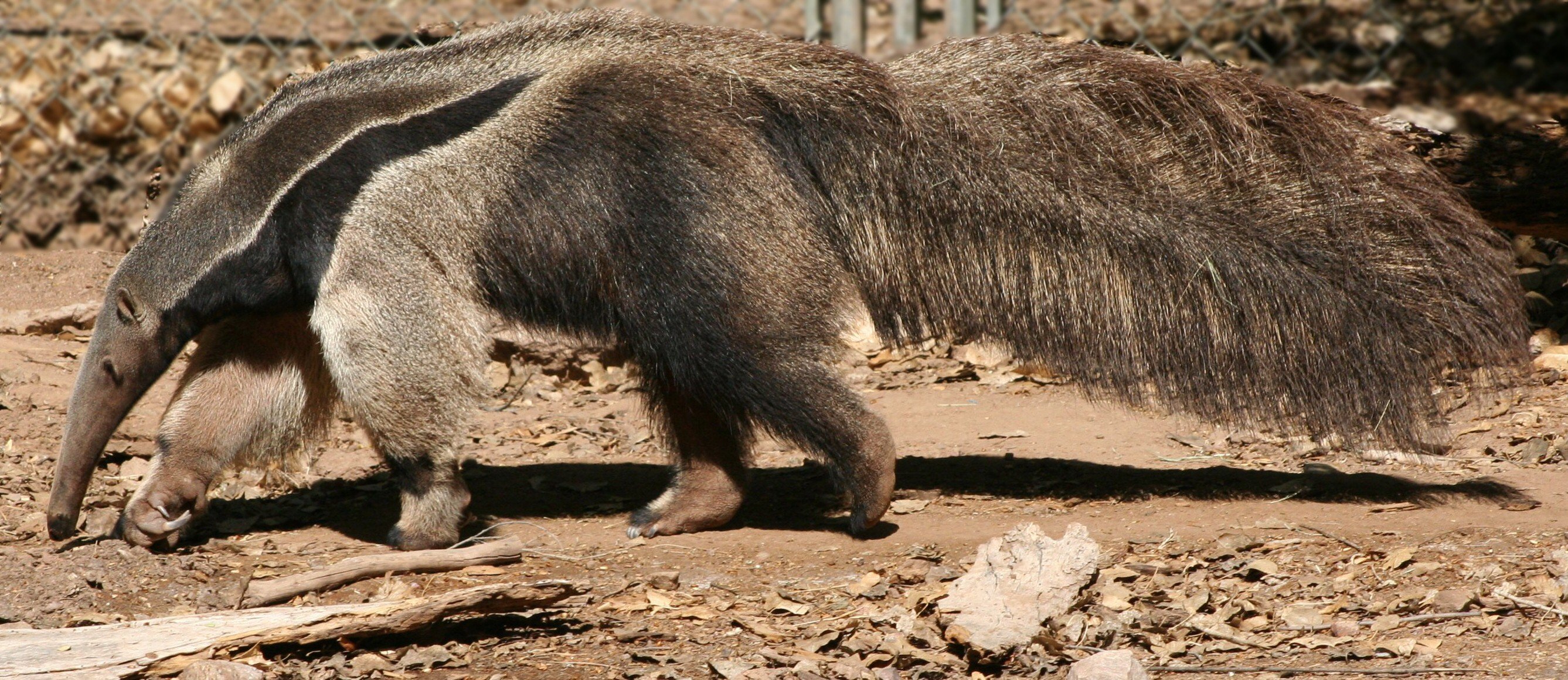 anteater, Vermilingua Wallpaper