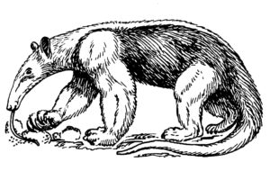 anteater, Vermilingua