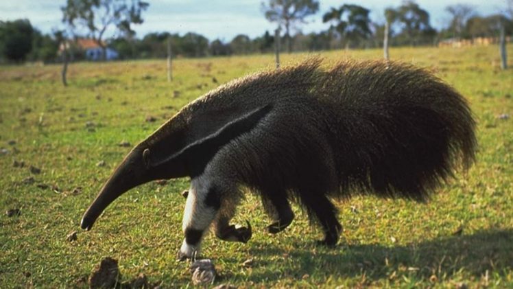 anteater, Vermilingua HD Wallpaper Desktop Background