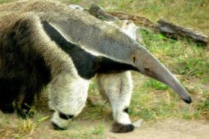 anteater, Vermilingua