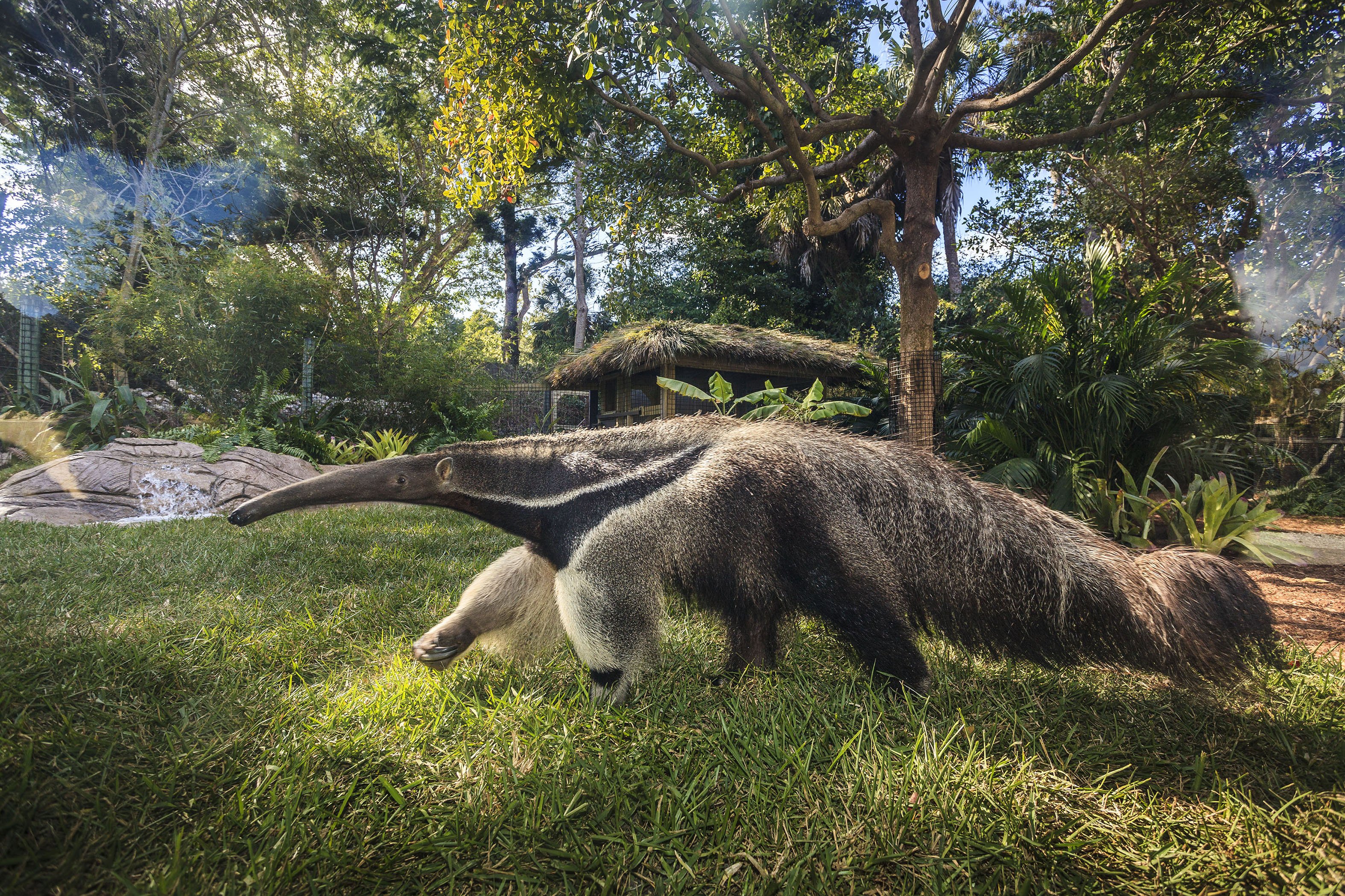 anteater, Vermilingua Wallpaper