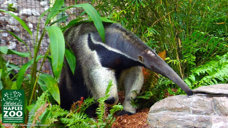 anteater, Vermilingua HD Wallpaper Desktop Background
