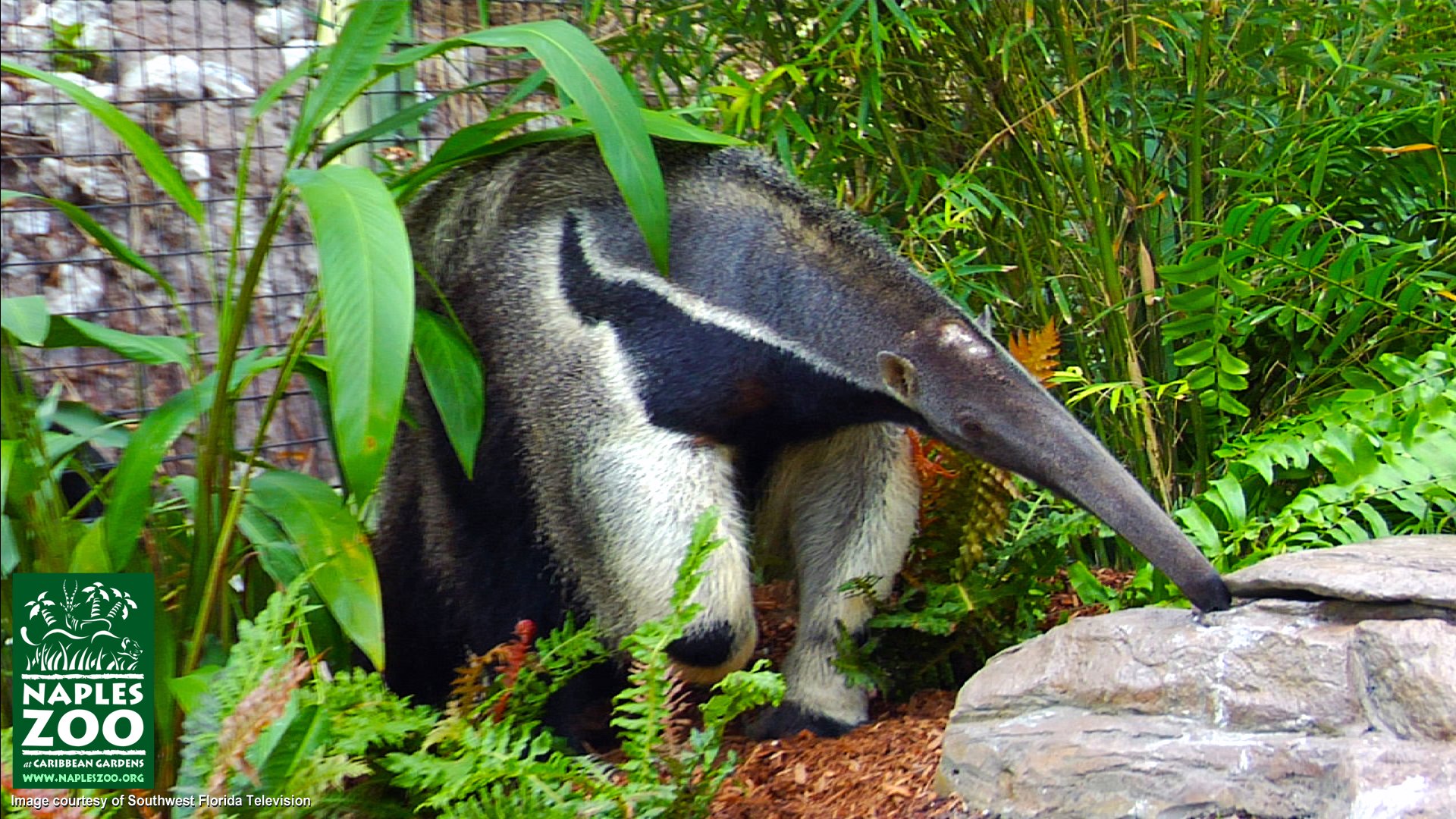 anteater, Vermilingua Wallpaper