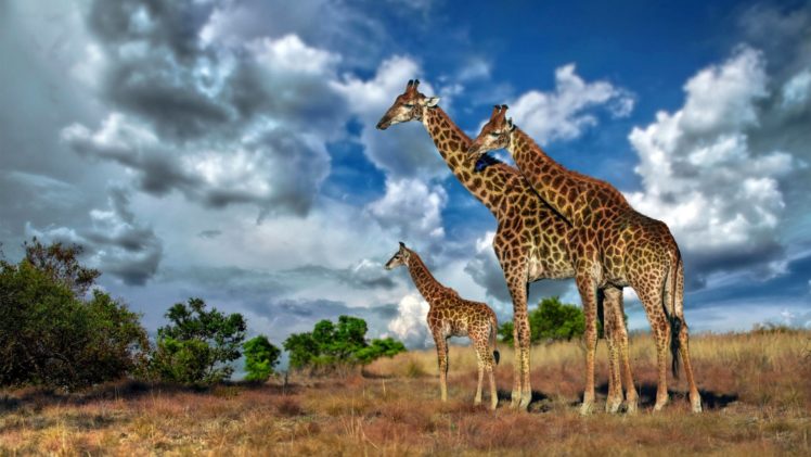 girafe, Animal HD Wallpaper Desktop Background