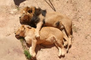 lion, Family, Sleeping